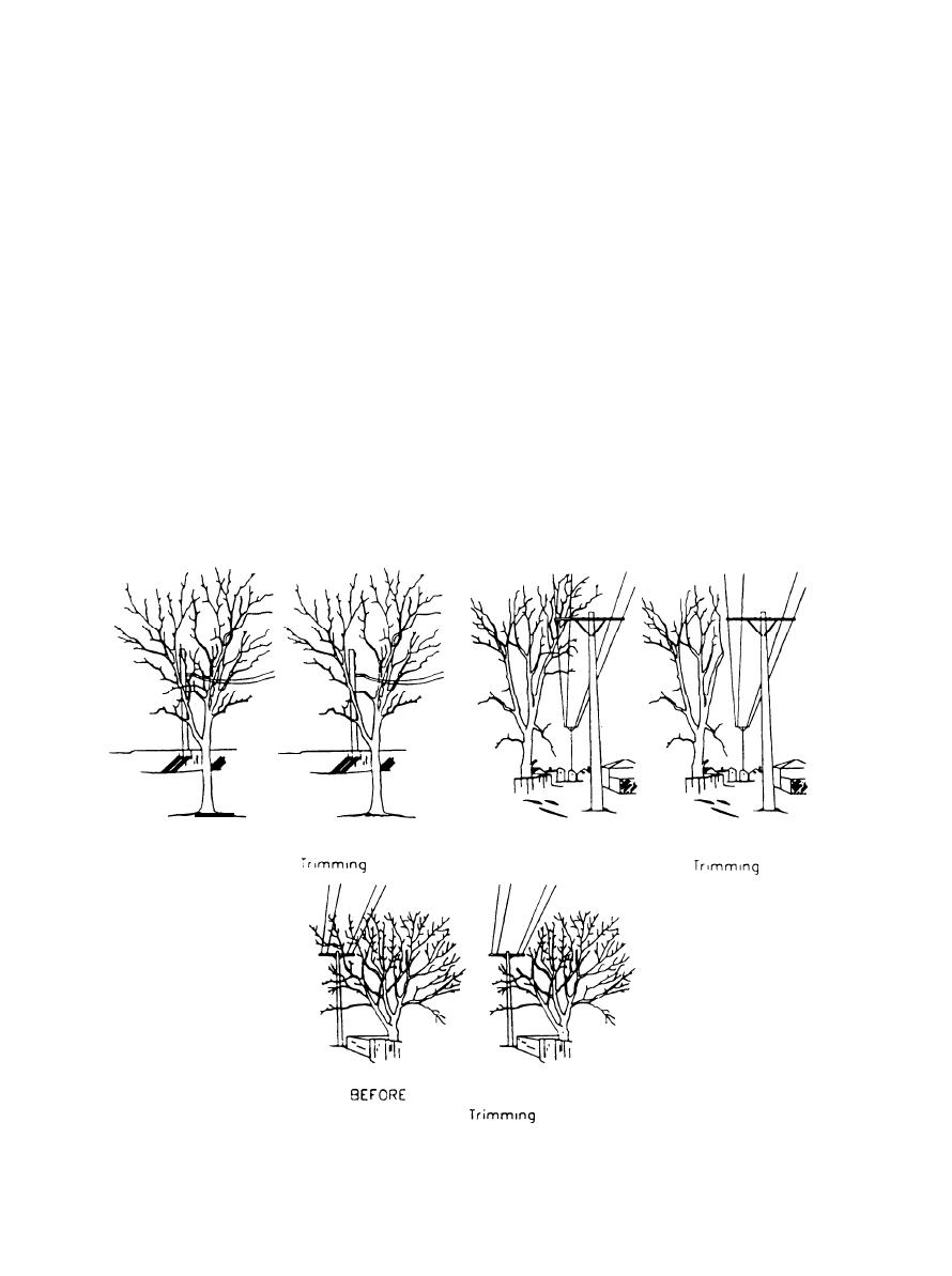 types-of-tree-trimming